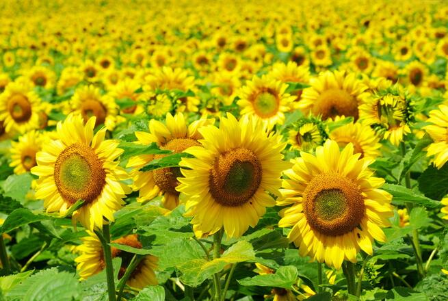 《2005年长江流域及西南诸河水资源公报》通过审查|十大外围足球平台app(图3) 十大外围足球平台app手机版