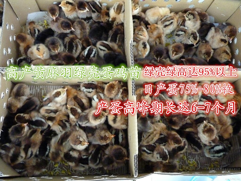 十大外围足球大平台